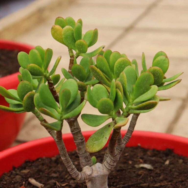 Crassula Ovata, Jade Plant – Succulent Plant – Affordable Succulent Store