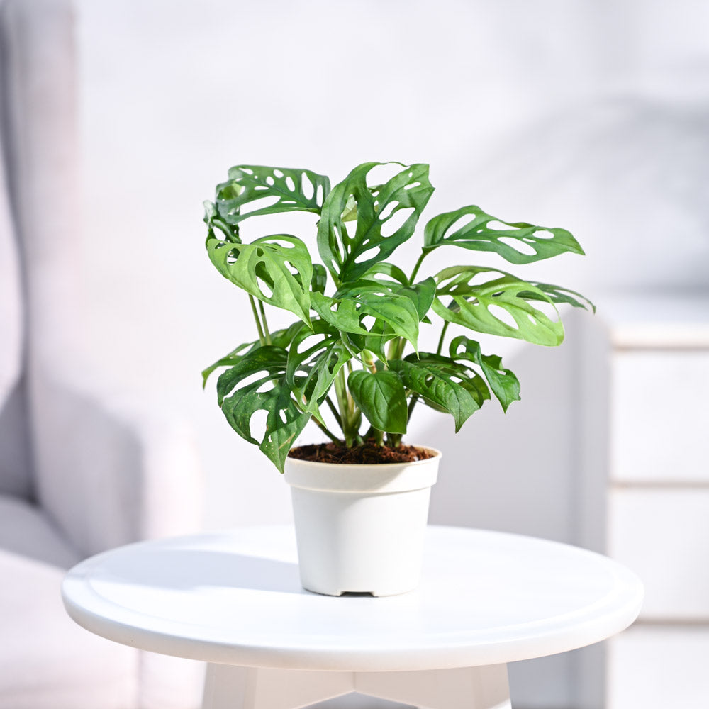 Broken Heart Plant Affordable Succulent Store