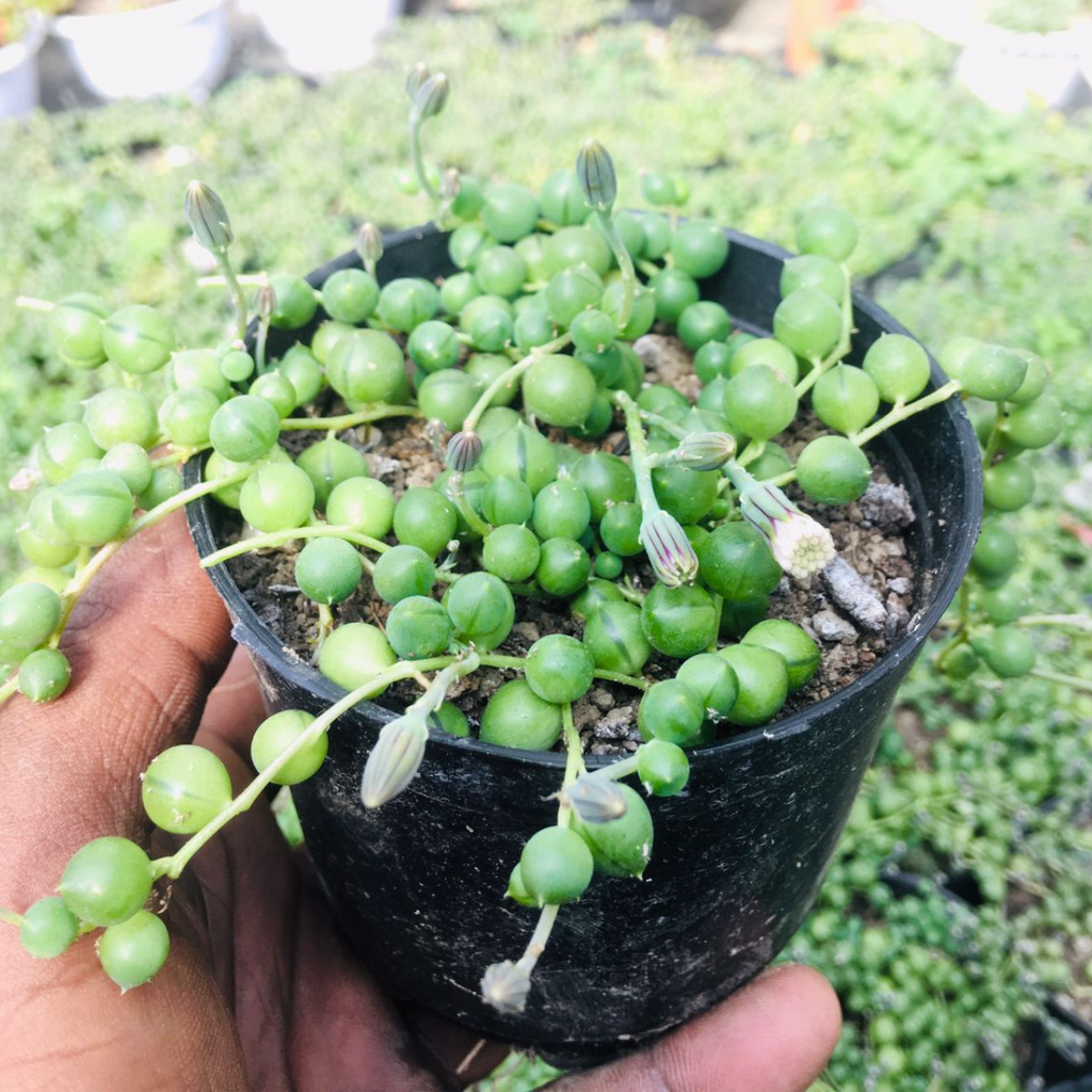 I overwatered my string of pearls. Is there anything I can do? :  r/succulents