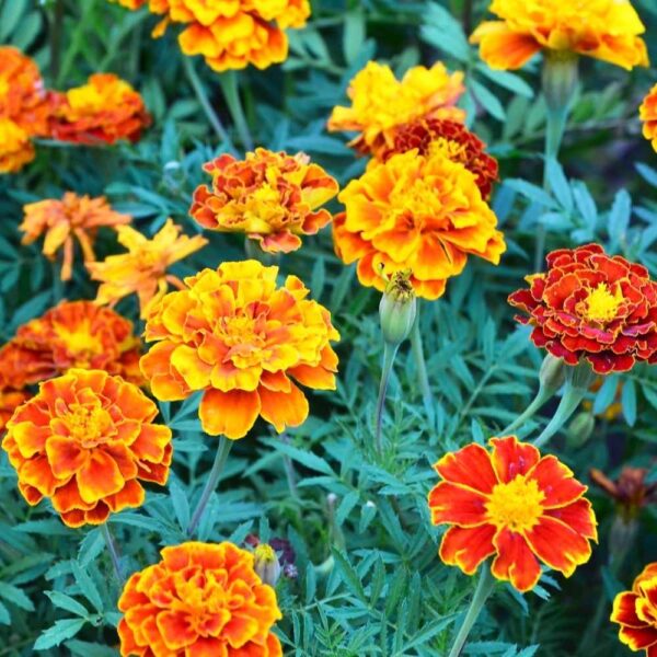 French Marigold Fireball Seeds